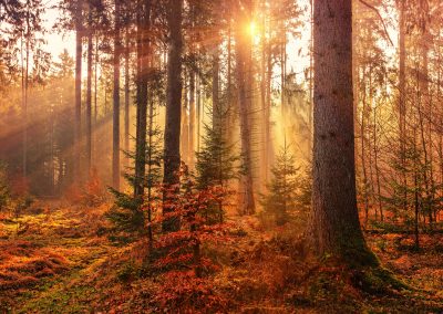peaceful nature image - reflexology related