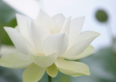 indian head and reiki - kildare